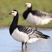 Barnacle Goose