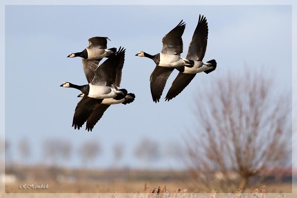 Barnacle Goose