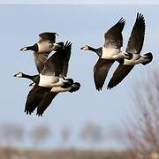 Barnacle Goose