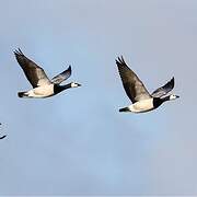 Barnacle Goose