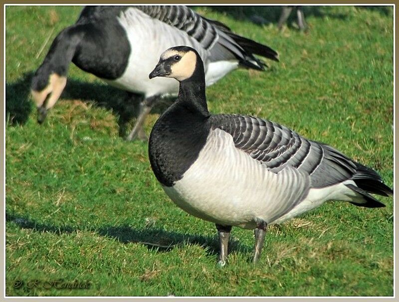 Barnacle Goose