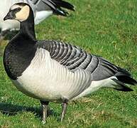 Barnacle Goose