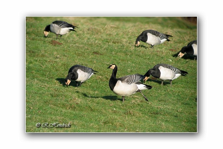 Barnacle Goose