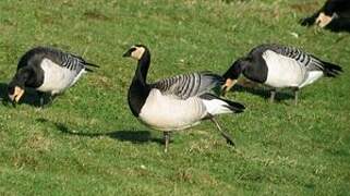 Barnacle Goose