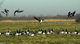 Barnacle Goose