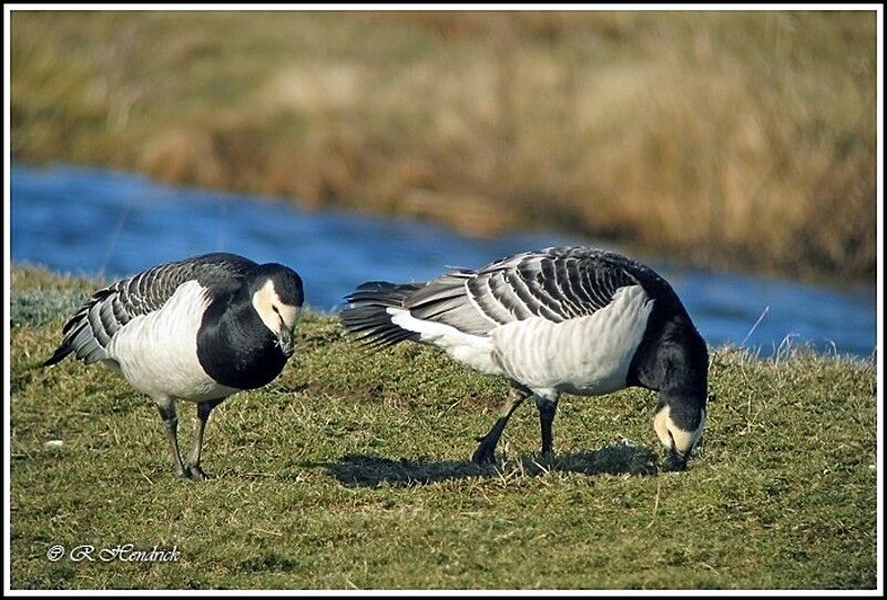 Barnacle Goose