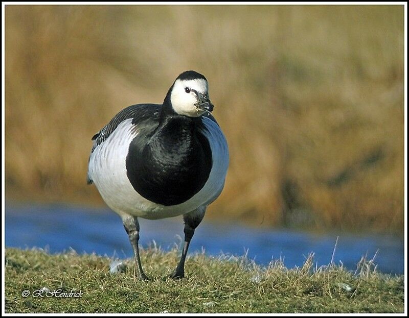 Barnacle Goose