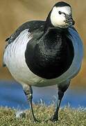 Barnacle Goose