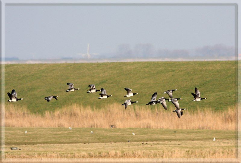 Barnacle Goose