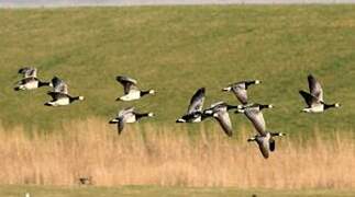 Barnacle Goose