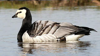 Barnacle Goose