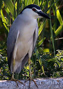 Black-crowned Night Heron