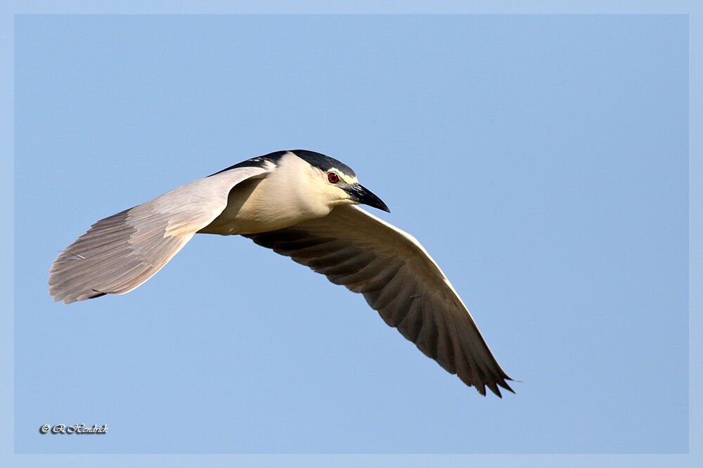 Black-crowned Night Heron