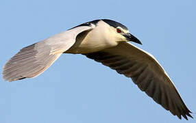 Black-crowned Night Heron