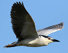 Black-crowned Night Heron