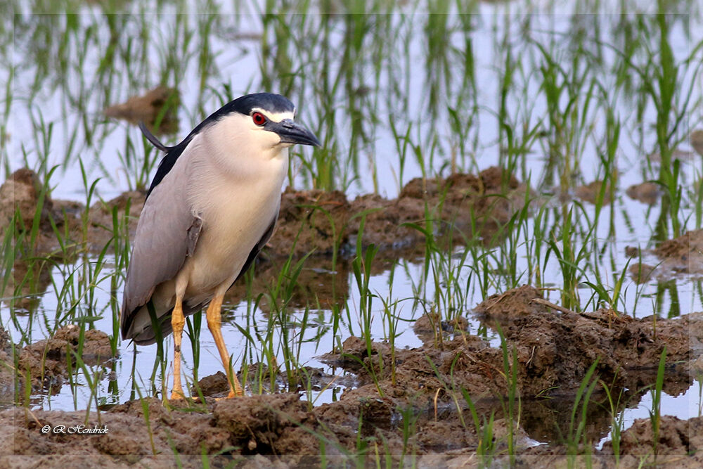 Black-crowned Night Heron