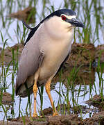 Black-crowned Night Heron