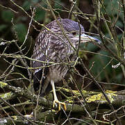 Black-crowned Night Heron