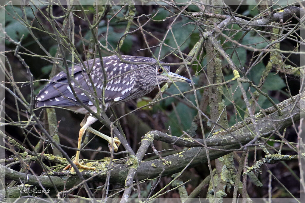 Bihoreau gris