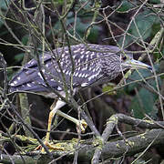 Black-crowned Night Heron