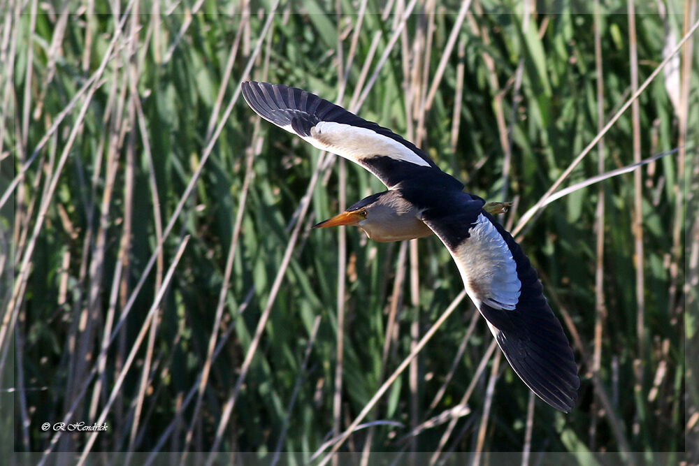 Little Bittern