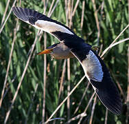 Little Bittern