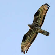 European Honey Buzzard
