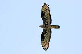 European Honey Buzzard