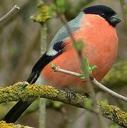 Eurasian Bullfinch