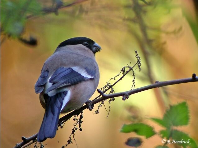 Eurasian Bullfinch