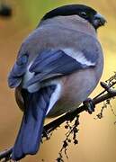 Eurasian Bullfinch