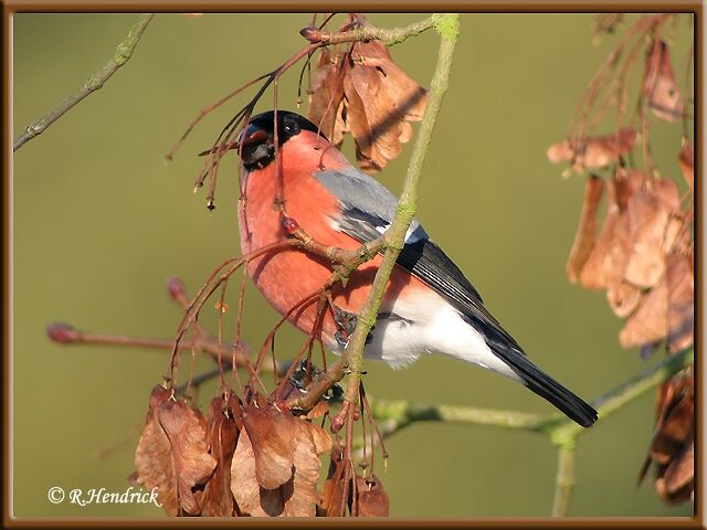 Eurasian Bullfinch