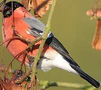 Eurasian Bullfinch