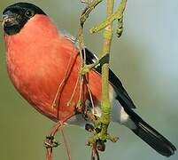 Eurasian Bullfinch