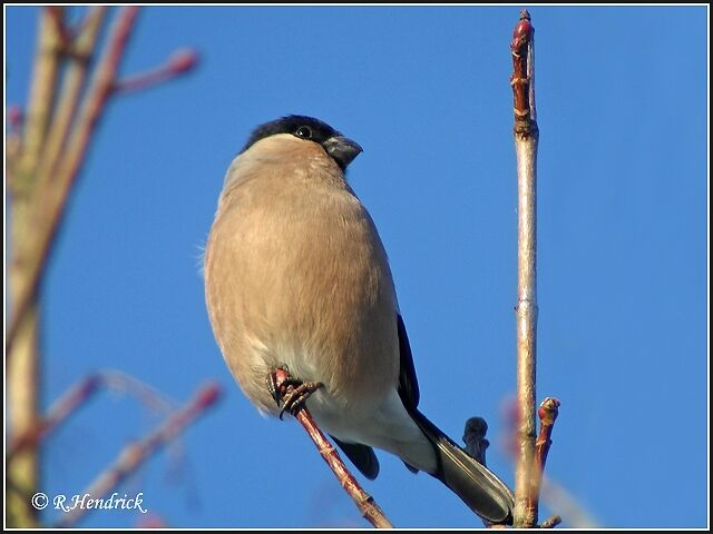 Eurasian Bullfinch