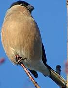 Eurasian Bullfinch