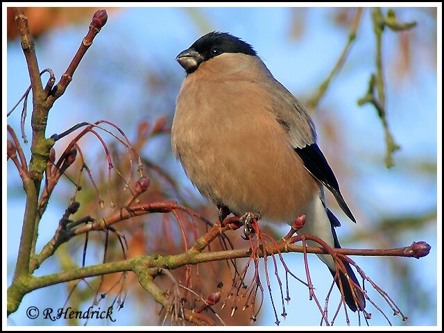 Eurasian Bullfinch