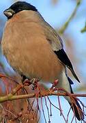 Eurasian Bullfinch