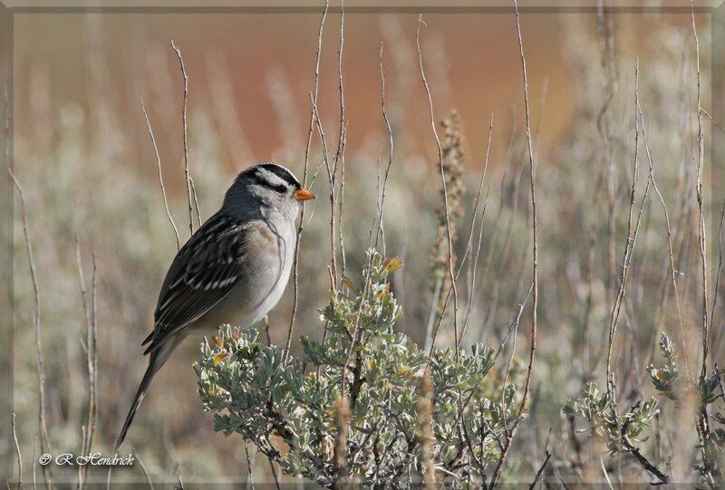 White-crowned Sparrow