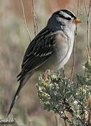 White-crowned Sparrow