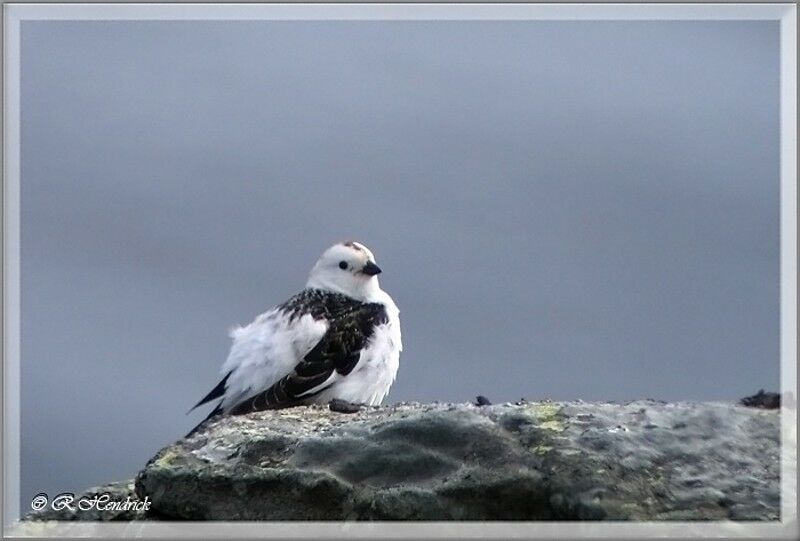 Snow Bunting