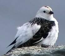 Snow Bunting