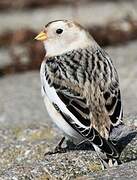 Snow Bunting