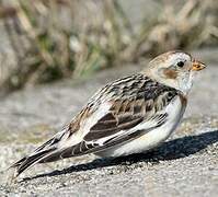 Snow Bunting