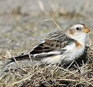 Snow Bunting