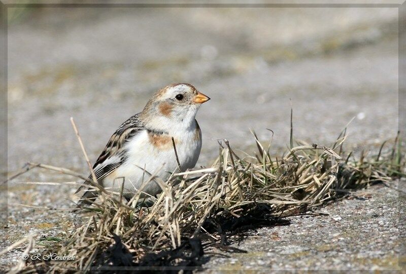 Snow Bunting