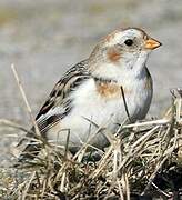 Snow Bunting