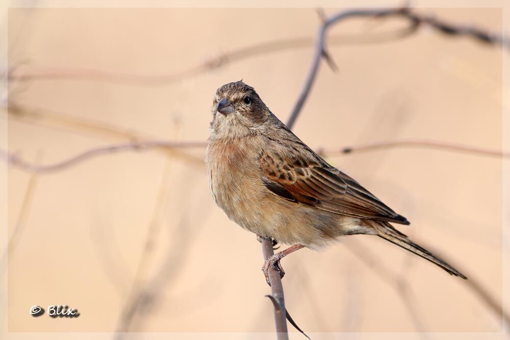 Lark-like Bunting