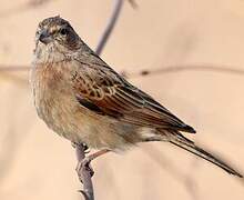 Lark-like Bunting