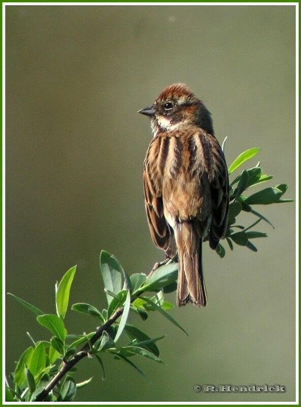 Common Reed Bunting